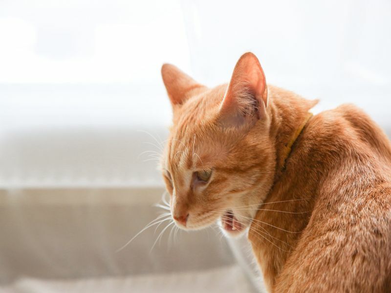 ¿Por qué los gatos gruñen con diferentes sonidos de gatitos y sus significados?