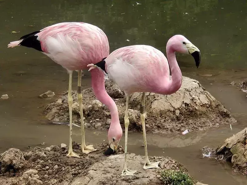 And flamingoları