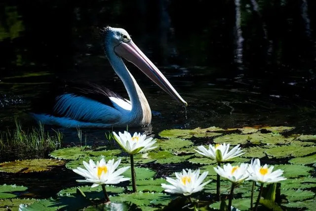 Feiten over de verbazingwekkende Australische pelikaan