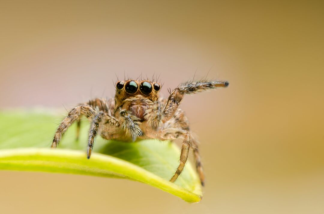 Сколько глаз у пауков Увлекательные факты для детей