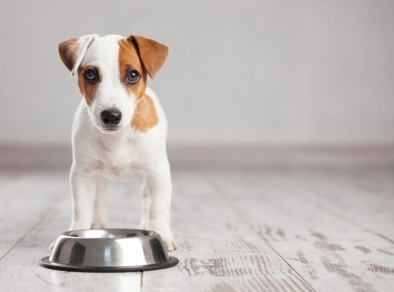 Je ľanové semienko dobré pre psov Obohaťte stravu svojich šteniat o zdravé jedlo