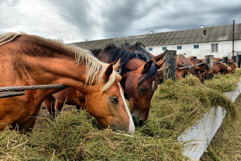 Ar arkliai valgo mėsą geriausiais užkandžiais jūsų arklidės draugams