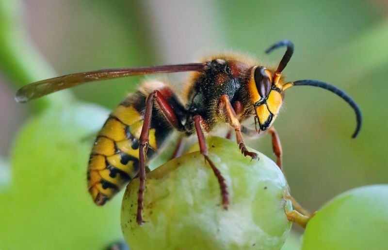 Bee Vs Wasp Vs Hornet Βρείτε τη διαφορά μεταξύ αυτών των εντόμων