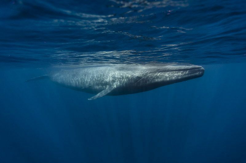 Blue Whale S Song Zanimljive činjenice o najvećim sisavcima