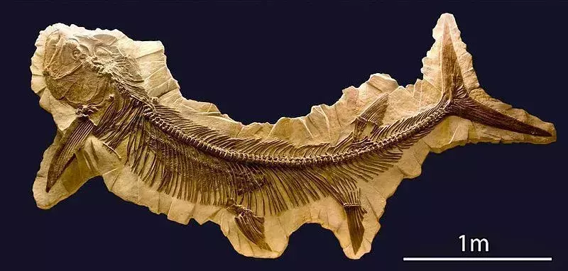 Ta skamielina Xiphactinus związana z rekinami została zebrana w Ameryce Północnej, Europie i Australii.