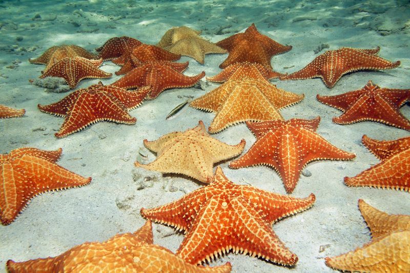 Шта морске звезде једу у акваријумима и мору