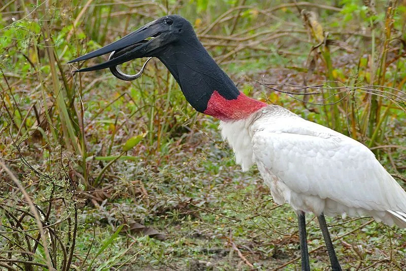 Jabiru storkhals är fjäderlös och svart med en röd påse vid basen.
