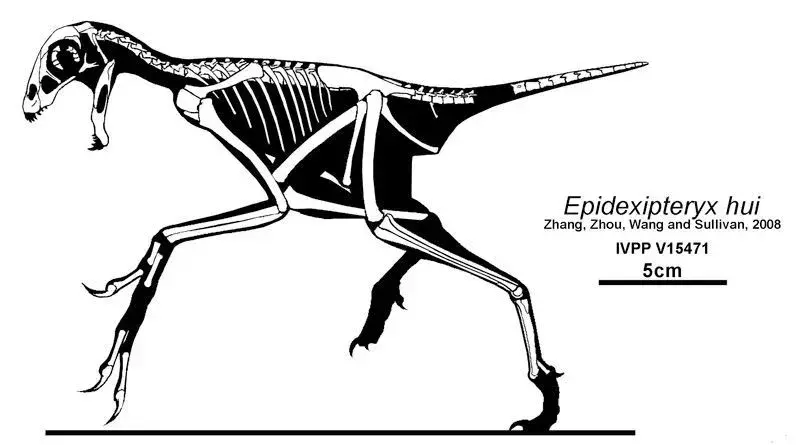 Știați? 17 fapte incredibile despre Epidexipteryx