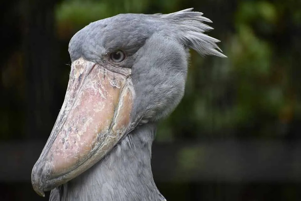 Amaze-wing Facts about the Shoebill For Kids