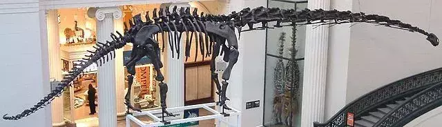 15 faktov o Mamenchisaurovi, na ktoré nikdy nezabudnete