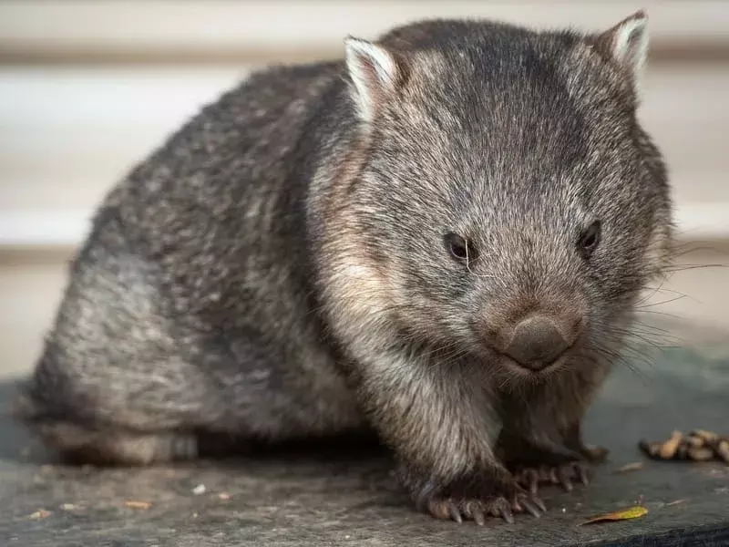Közönséges durva szőrű wombat