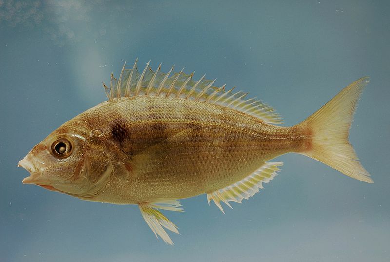 Fin-tastic fakta o Pinfish pro děti