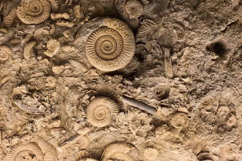 Massor av fossiler, inklusive spiralfossiler, i sten.