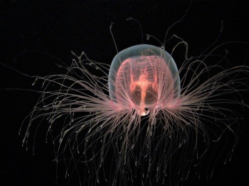 15 Fin-tastičnih dejstev o nesmrtni meduzi za otroke