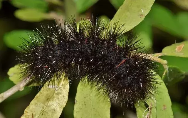 Полное руководство по идентификации Fuzzy Caterpillar для вас