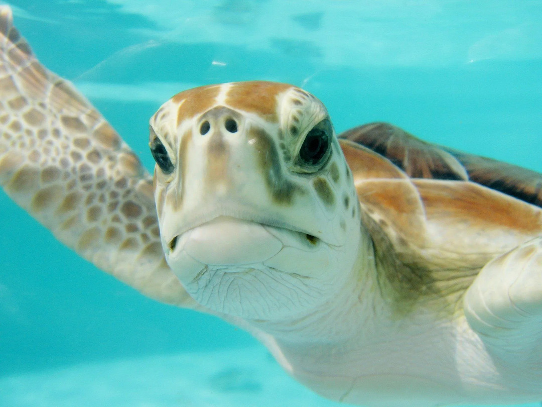 Slapen schildpadden onder water Nieuwsgierige feiten over schildpadden slapen onbedekt