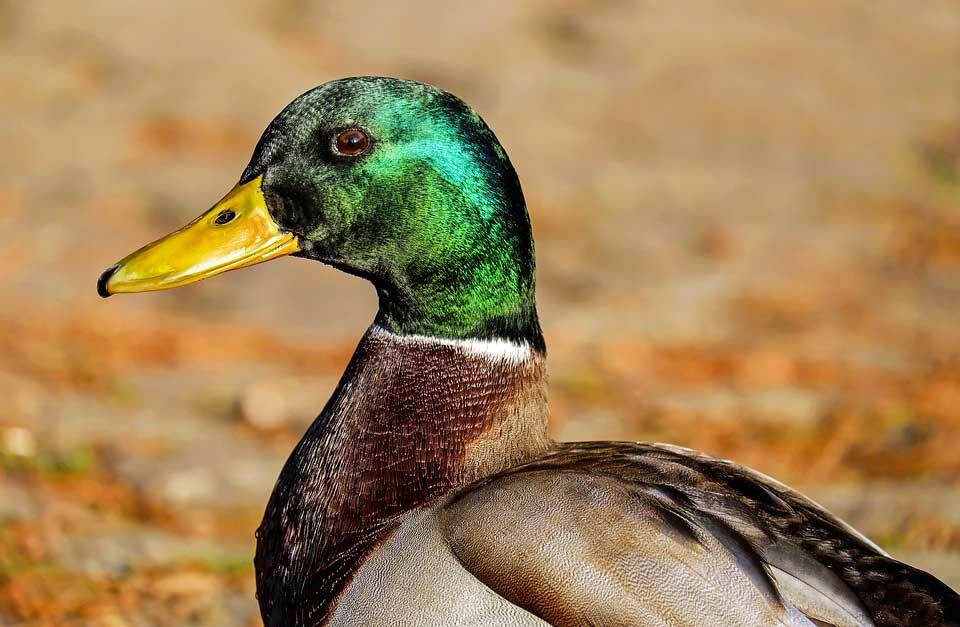 Race imenujemo vodne ptice, saj večinoma prebivajo v vodnem habitatu.