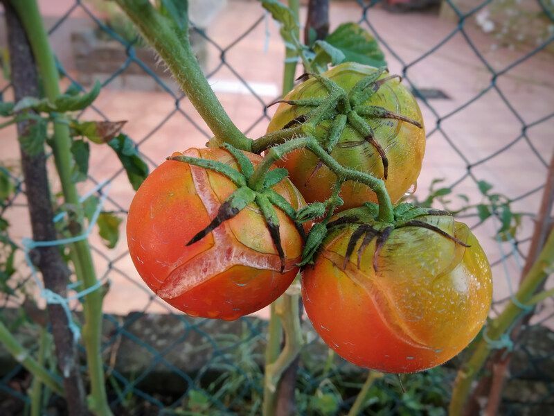 ¿Por qué se parten los tomates? Las mejores formas de prevenirlo