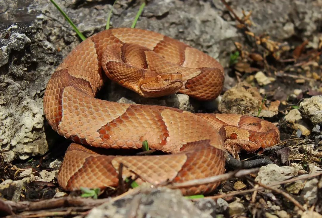 Jedovatý had severský, ktorý sa vyskytuje na východe Spojených štátov.