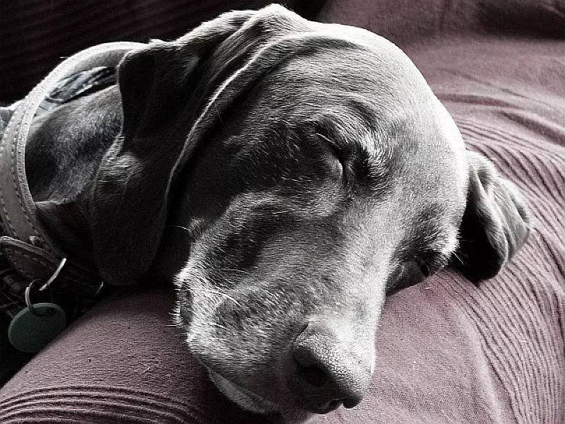 21 Pawfect faktov o strome Tennessee Brindle Dog, ktorý deti budú milovať