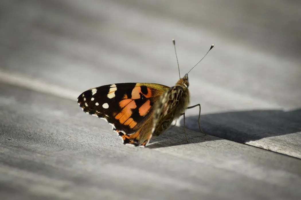 Раскрашенные факты о леди-бабочке, которые вы никогда не забудете