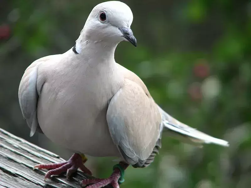 21 εκπληκτικά γεγονότα για το Barbary Dove For Kids