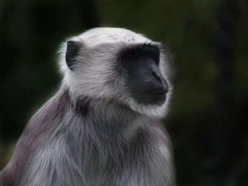 Eski Dünya Maymunu: İnanamayacağınız 15 Gerçek!