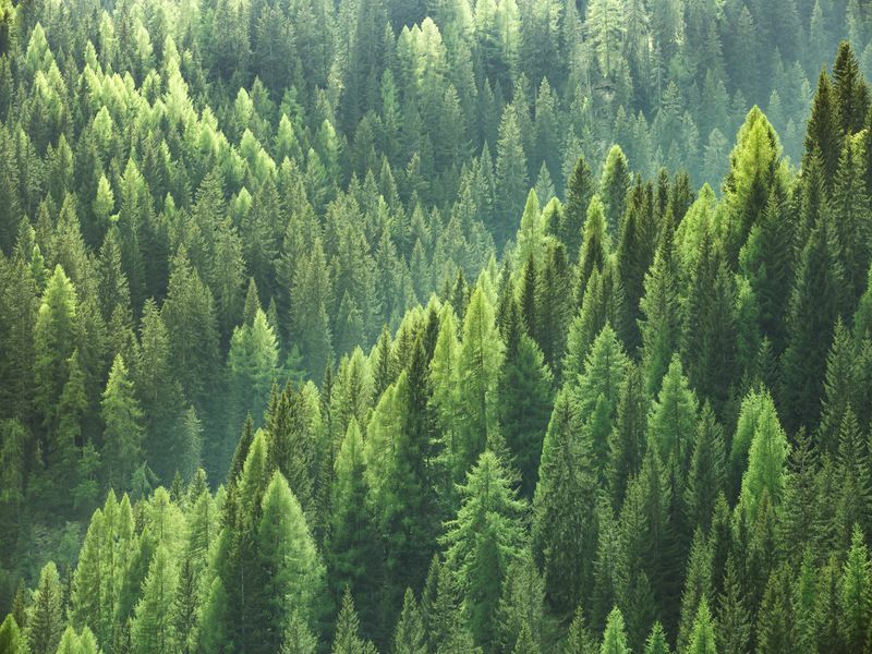 עצים ירוקים בריאים ביער.