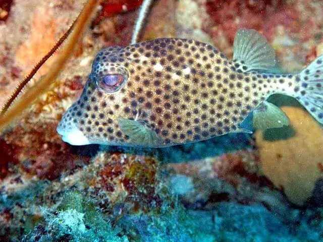15 Fin-tastic faktů o trunkfish pro děti