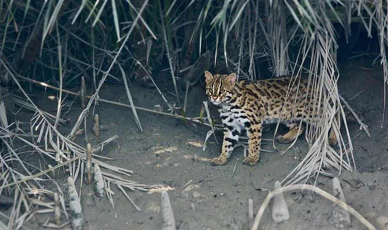 Leopardkattfakta hjelper oss å vite mer om ville katter.