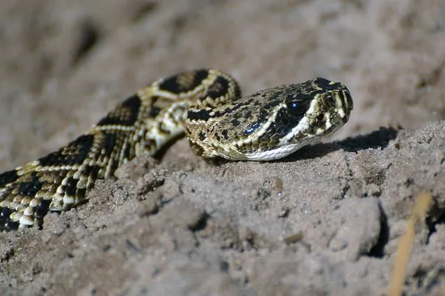 Morsomme Copperhead Snake Fakta for barn