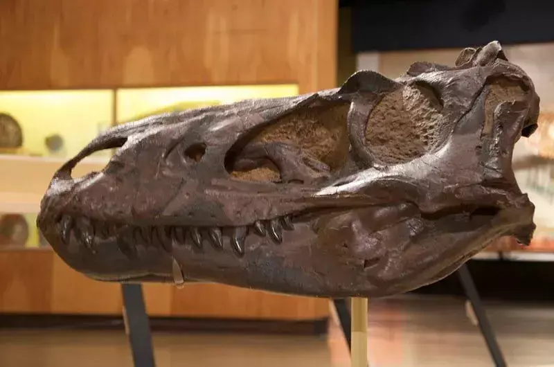 이 공룡 종은 현재 북아메리카 서부 지역에 살았습니다.