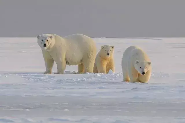 Lední medvědi jedí tuleně a mrože.