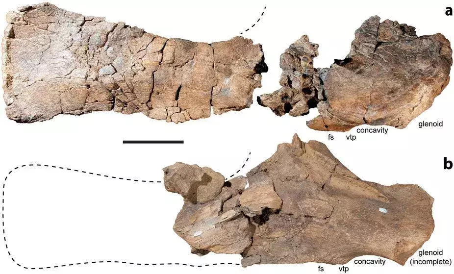 17 Dino-mite Diamantinasaurus fapte pe care copiii le vor adora