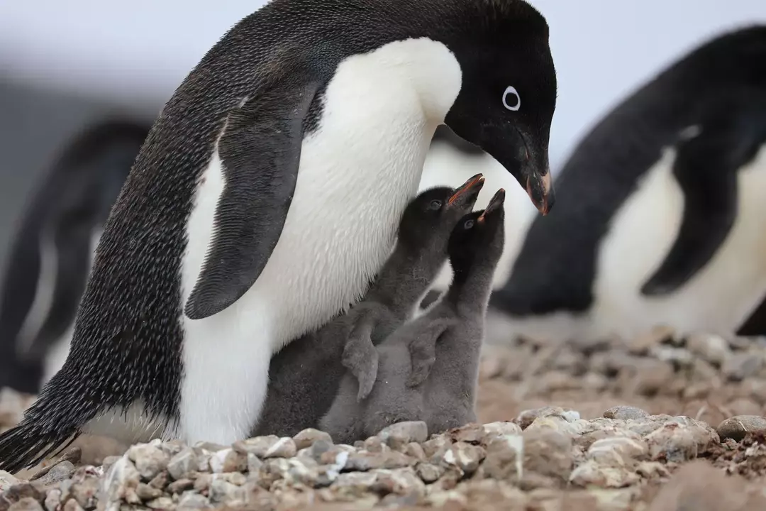 Pingviner er fascinerende marine dyr.