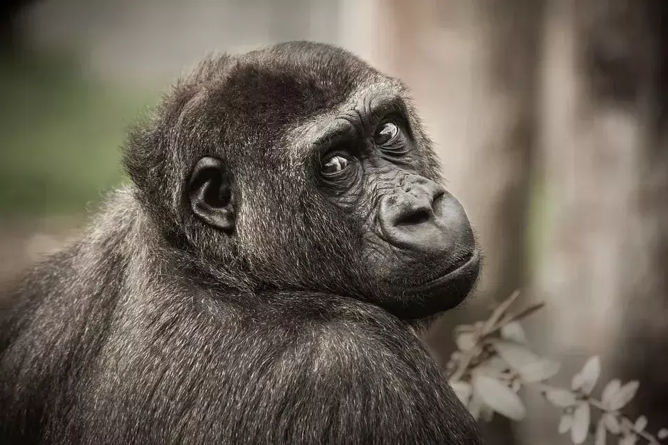 Šimpanzės: 15 faktų, kuriais nepatikėsite!