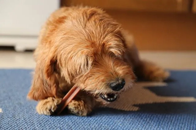 Ar šunys gali turėti skanų tilapijos pelekų maistą jūsų jaunikliams maitinti