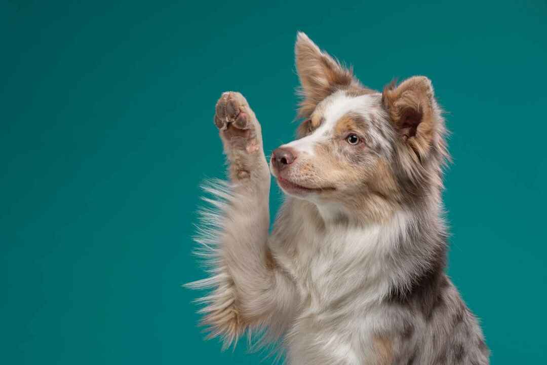 Dog Paw Anatomy Choses que vous ne savez peut-être pas sur la patte de votre chiot