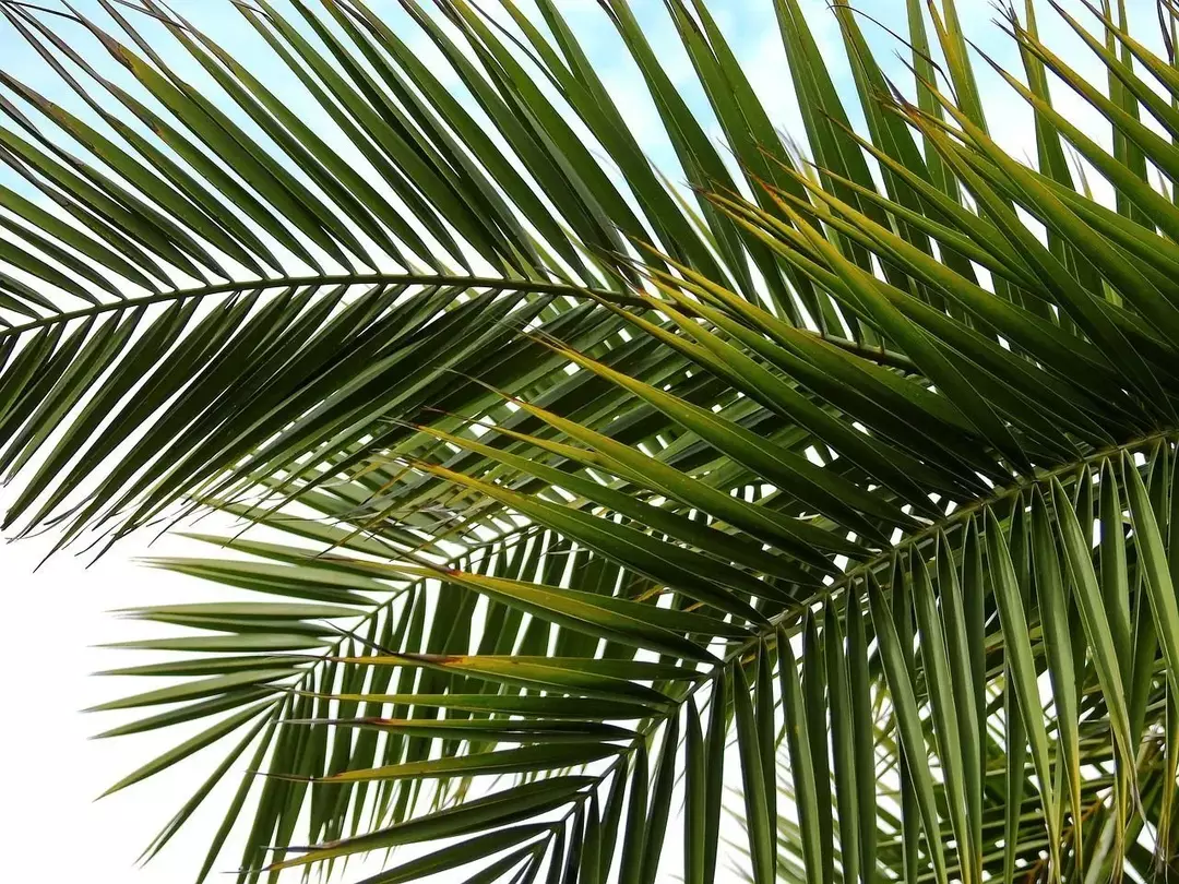 Lær alt om det populære palmetreet og dets fascinerende varianter