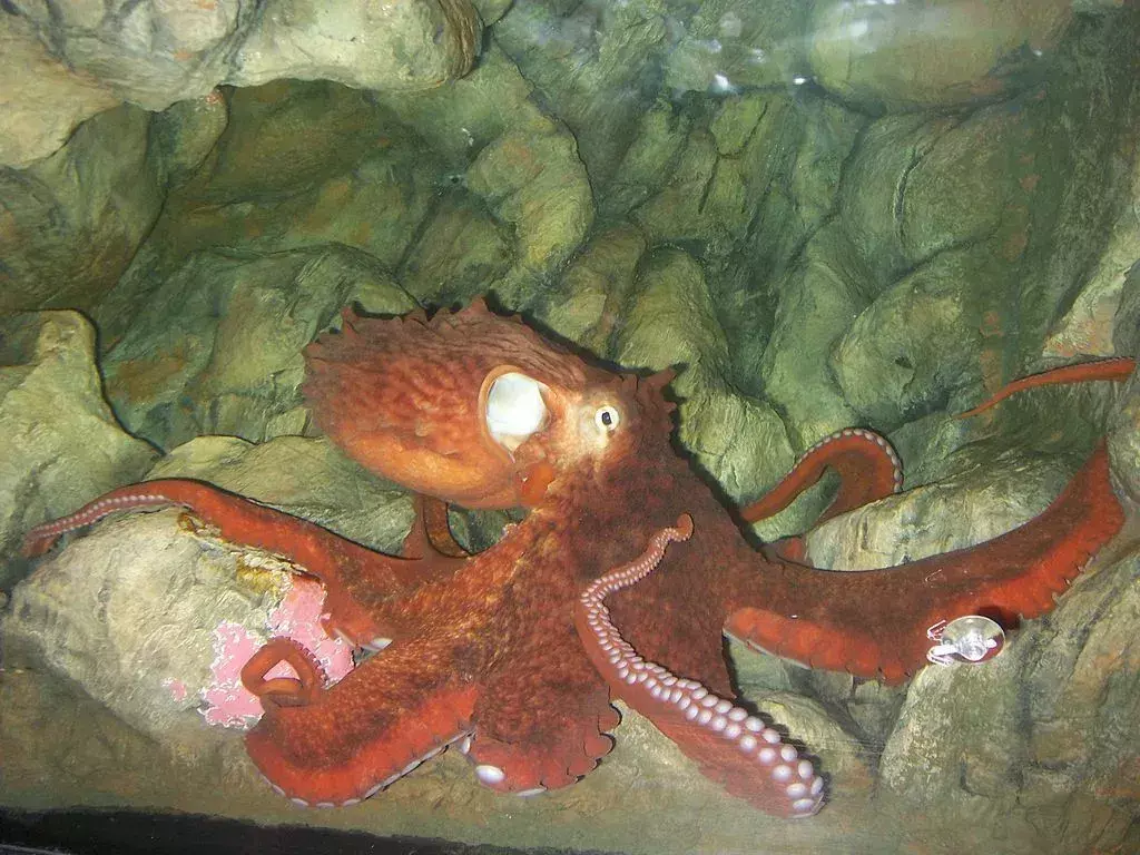 En gigantisk stillehavsblekksprut fra Seattle-akvariet er grunnlaget for mye kunnskap vi har om blekksprut.