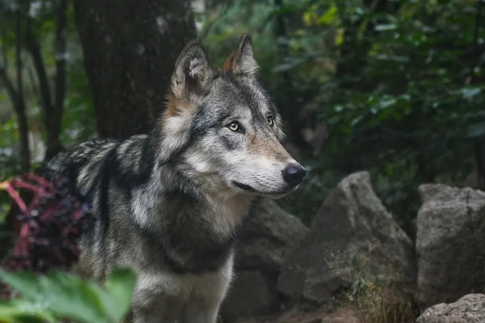Kul Kenai Peninsula Wolf Fakta för barn