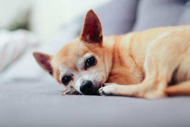 En Chion arver mange træk fra den ene side af sin moderrace, Chihuahuaen.