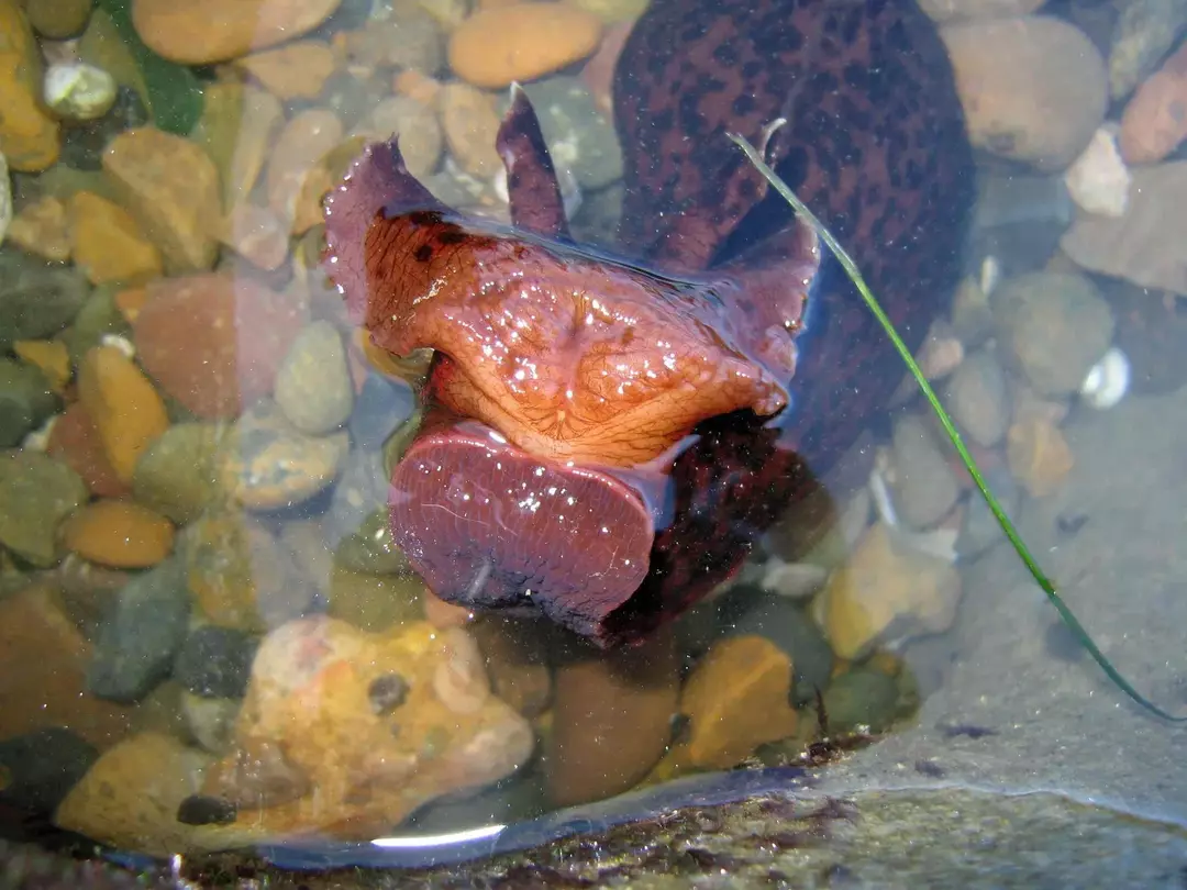 Les lièvres de mer de Californie mangent des algues de l'aquarium du Pacifique.