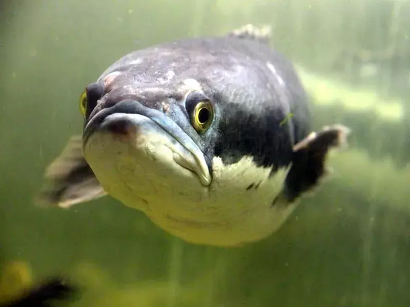 Linksmi „Gollum Fish“ faktai vaikams