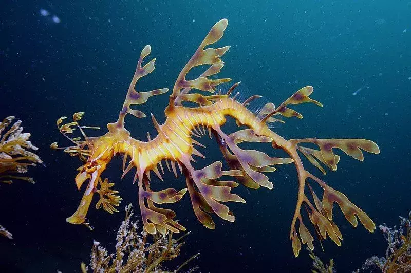 15 Fin-tastic Facts About The Leafy Seadragon For Kids