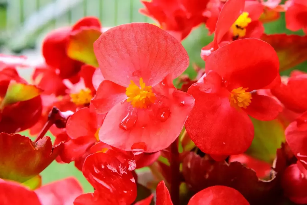 Angel Wing Begonia Fakta: Slik tar du vare på denne blomstrende planten