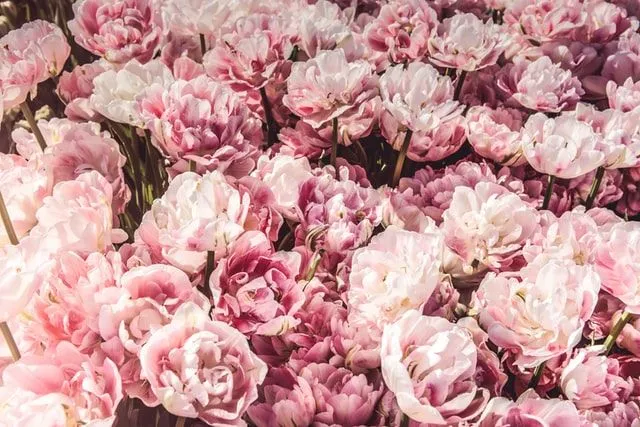 30 rosa blomsternavn for en perfekt vakker hage