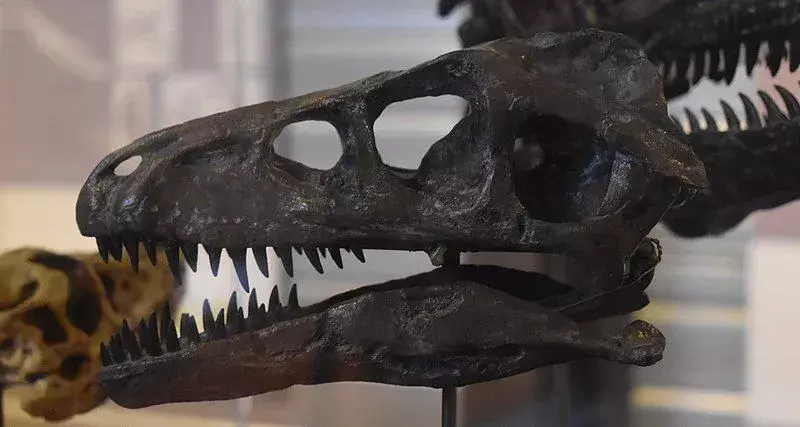 21 Dromaeosaurus-fakta du aldrig kommer att glömma