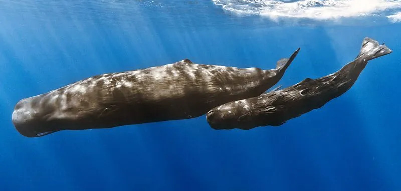 15 עובדות בטעם סנפיר על לווייתן הזרע לילדים