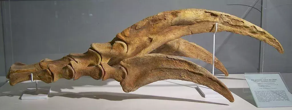 Vedel si? 17 neuveriteľných faktov o Therizinosaurovi